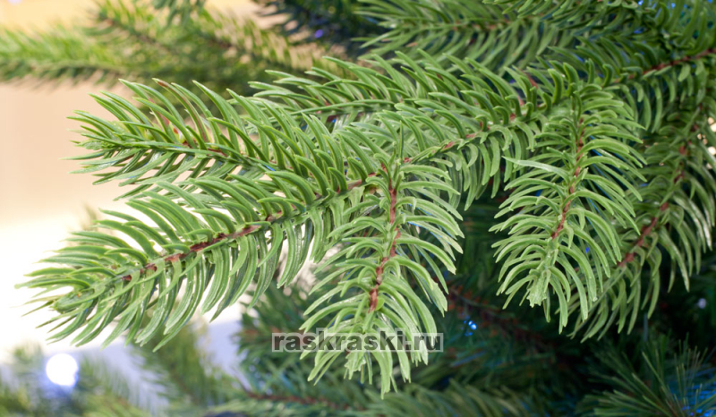   Triumph Tree « » 185 ,  Triumph Tree 73370