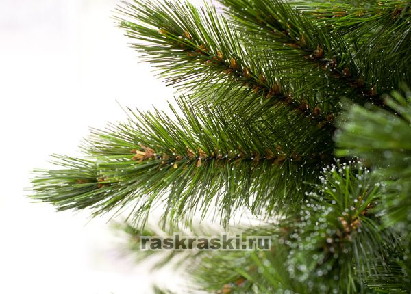   Triumph Tree « »   155 ,  Triumph Tree 73703